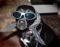 Dress-up Dog�